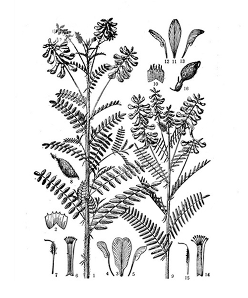 Natural compounds from  Astragalus membranaceus